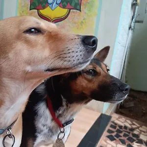 Baba Luru's Séjour chez l'habitant Varkala